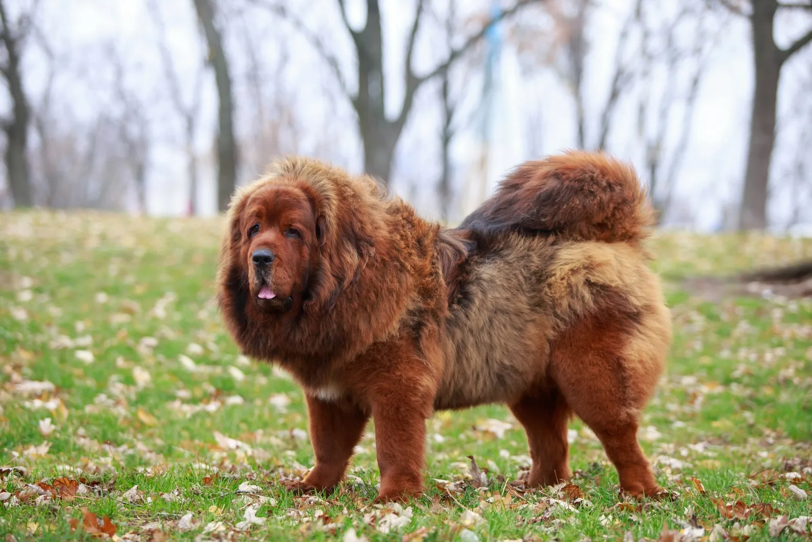 Nar — Tibet Mastifi (Tibetan Mastiff)