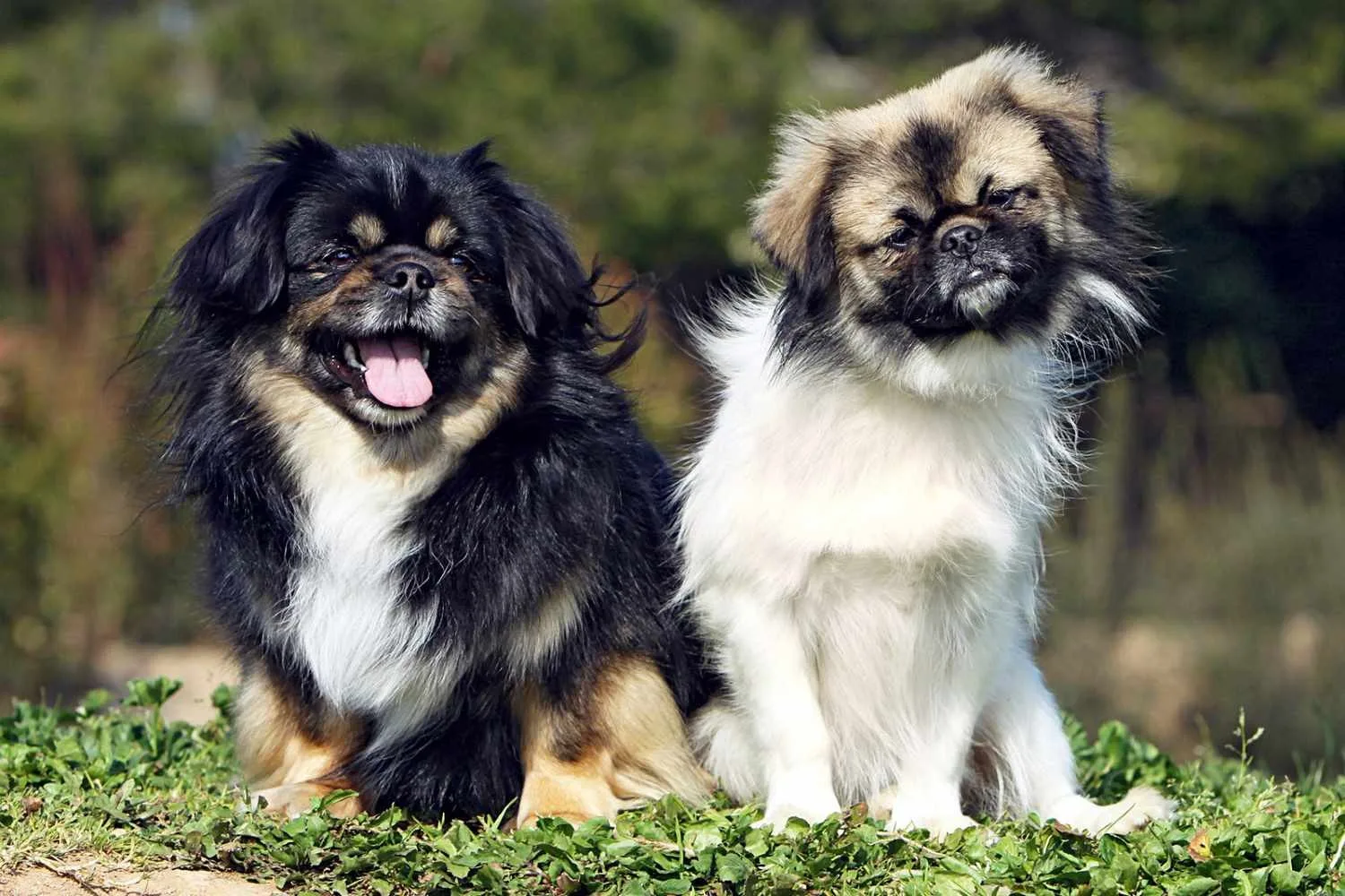 Ay — Tibetan Spaniel