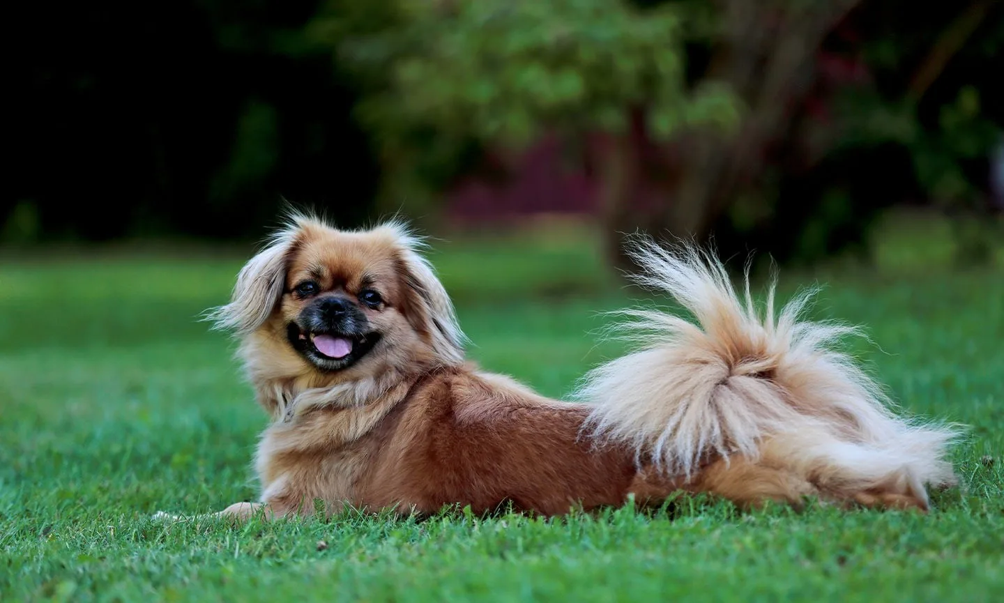 Hektor — Tibetan Spaniel
