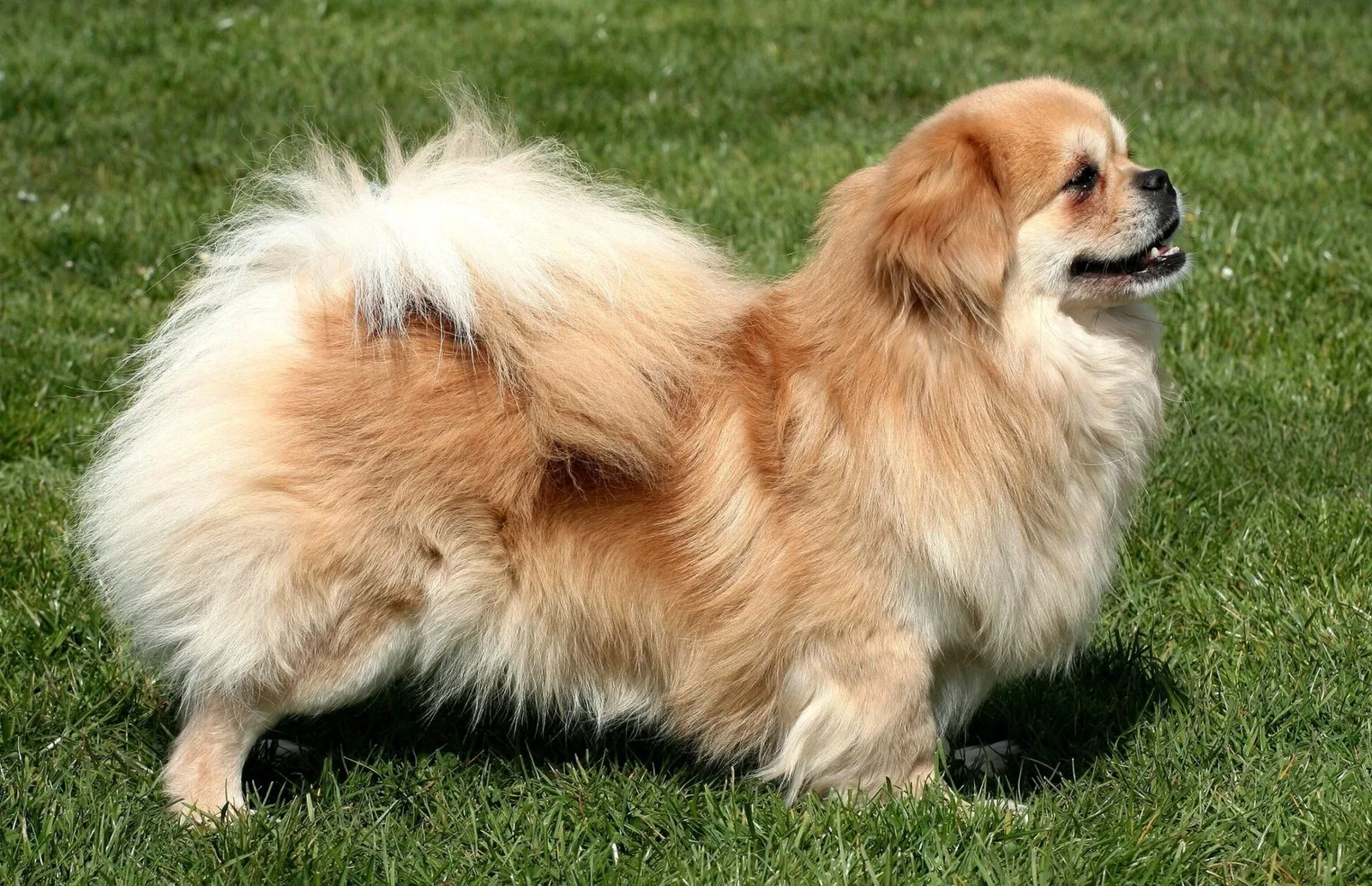 Thor — Tibetan Spaniel