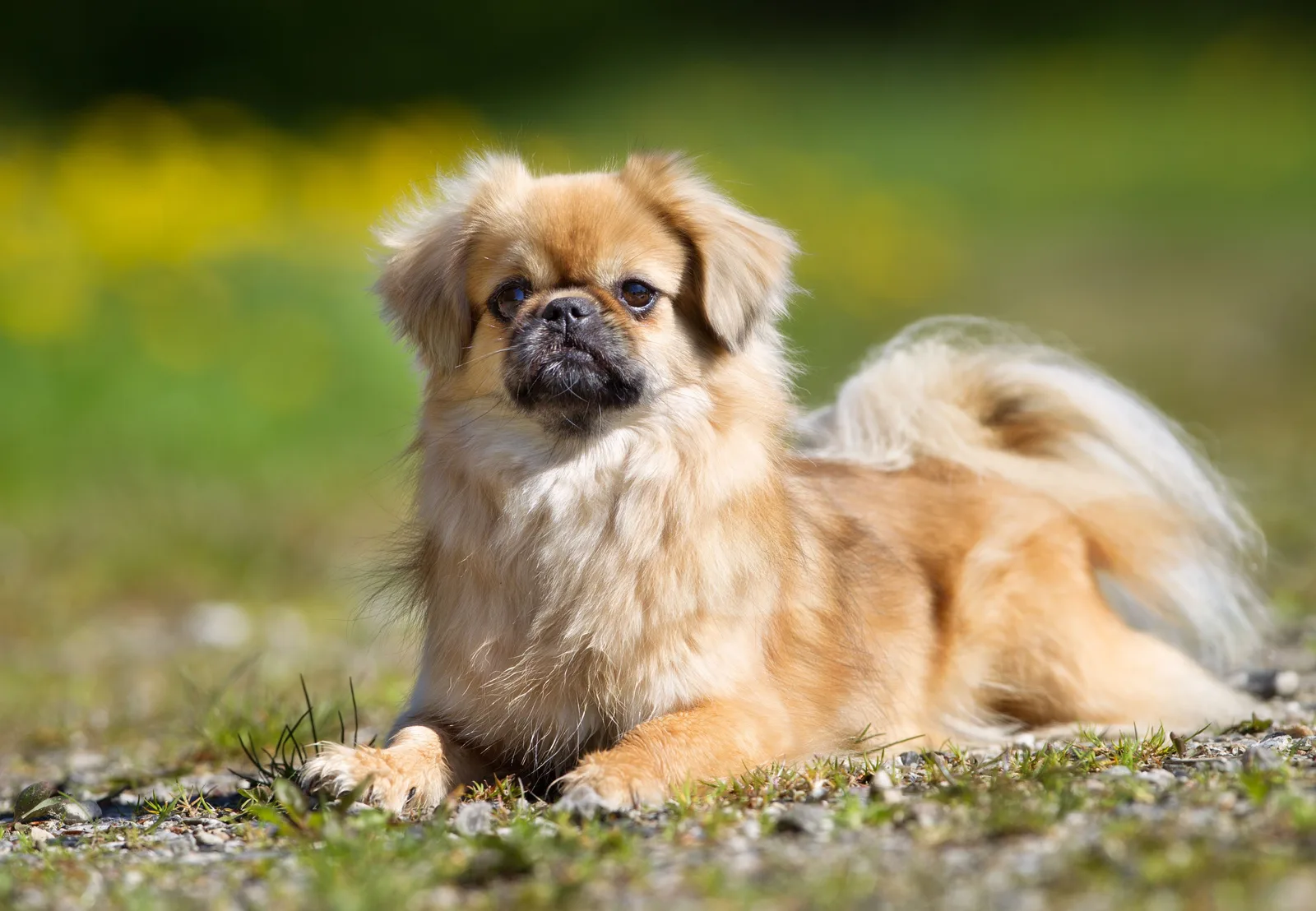 Çomar — Tibetan Spaniel