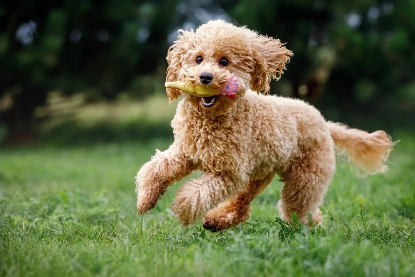 Bella — Toy Poodle