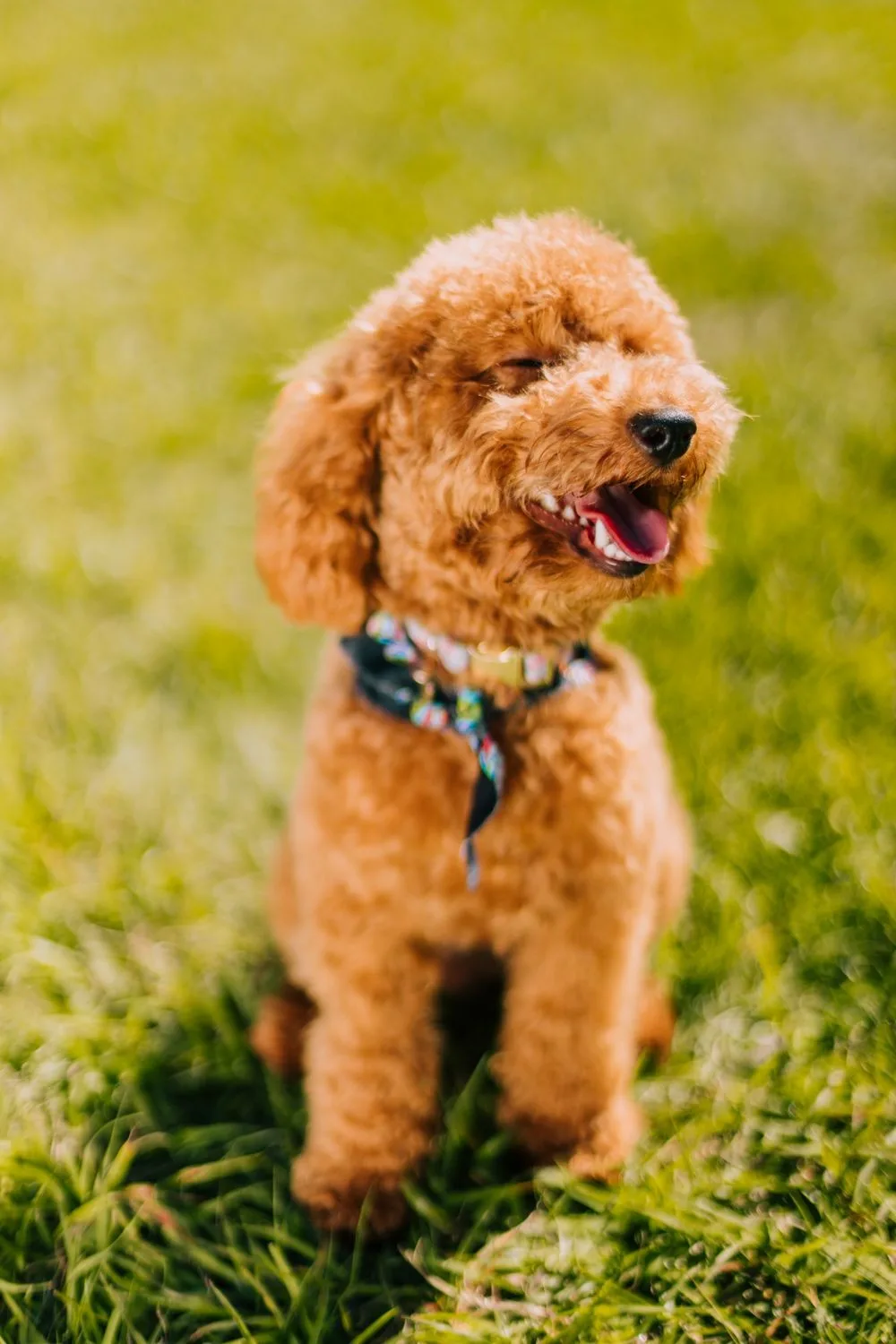 Toby — Toy Poodle