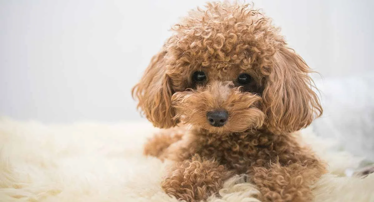 Cesur — Toy Poodle