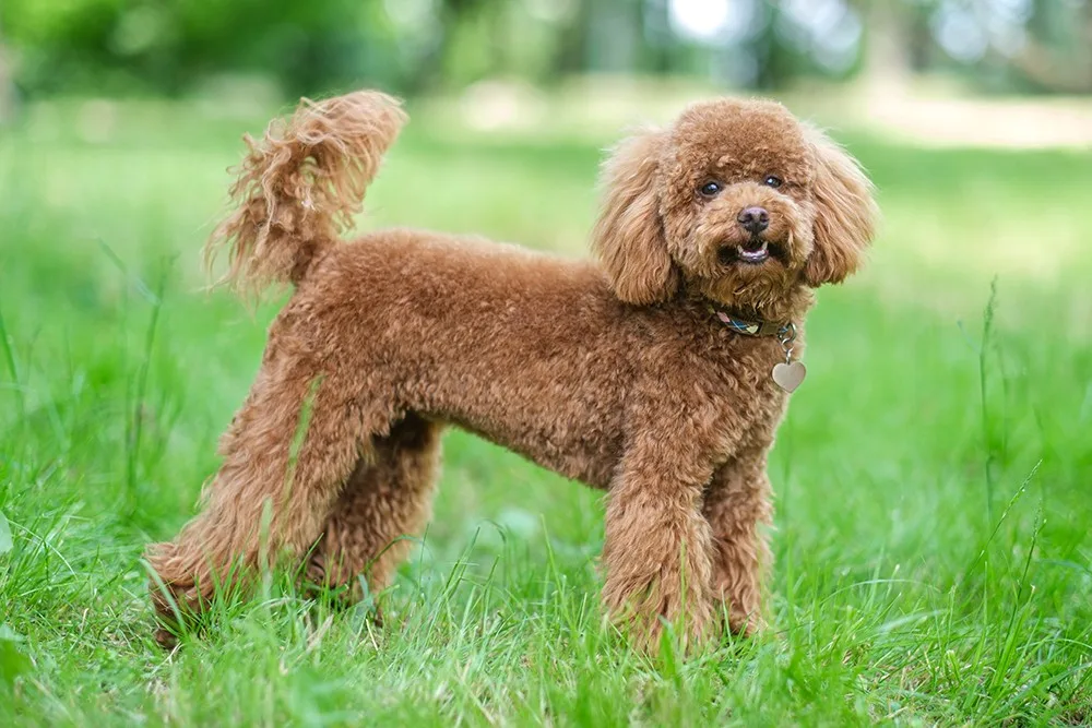 Kont — Toy Poodle