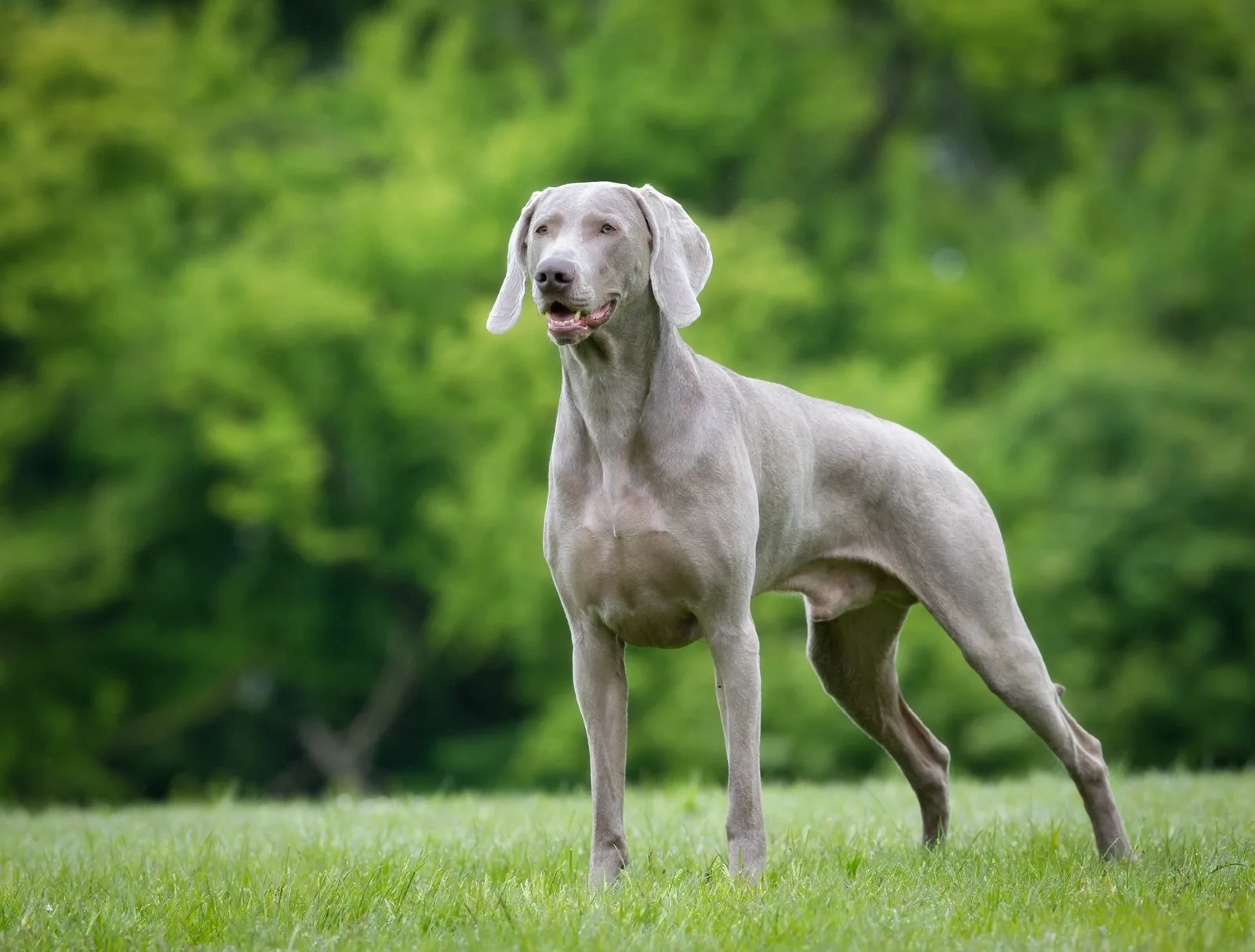 Ceviz — Weimaraner