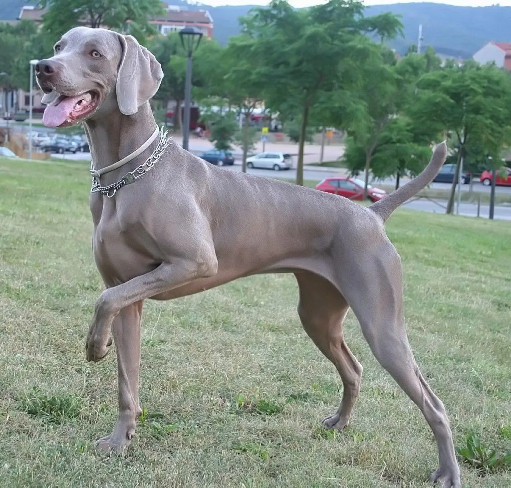 Titan — Weimaraner