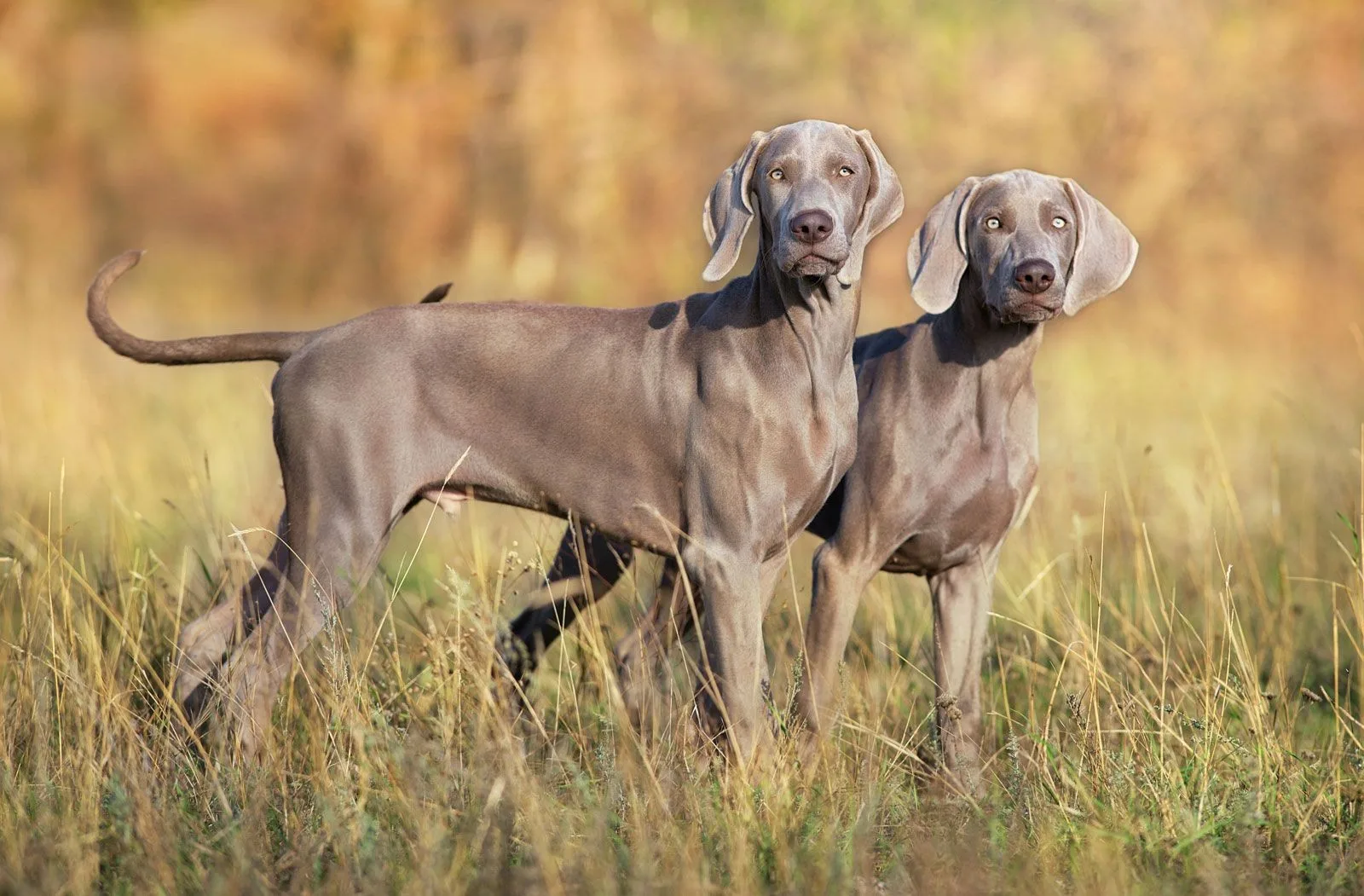 Nero — Weimaraner
