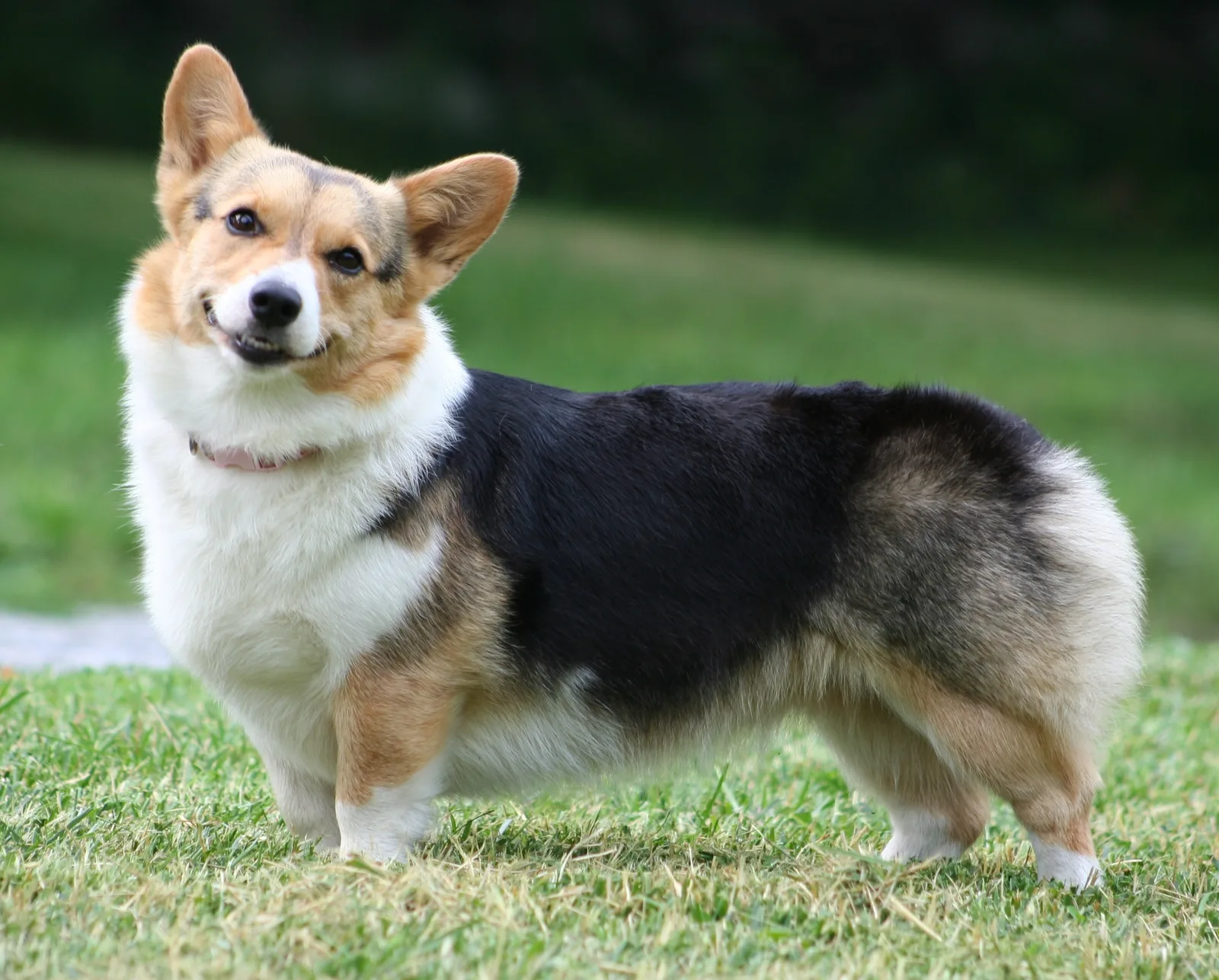 Milo — Welsh Corgi