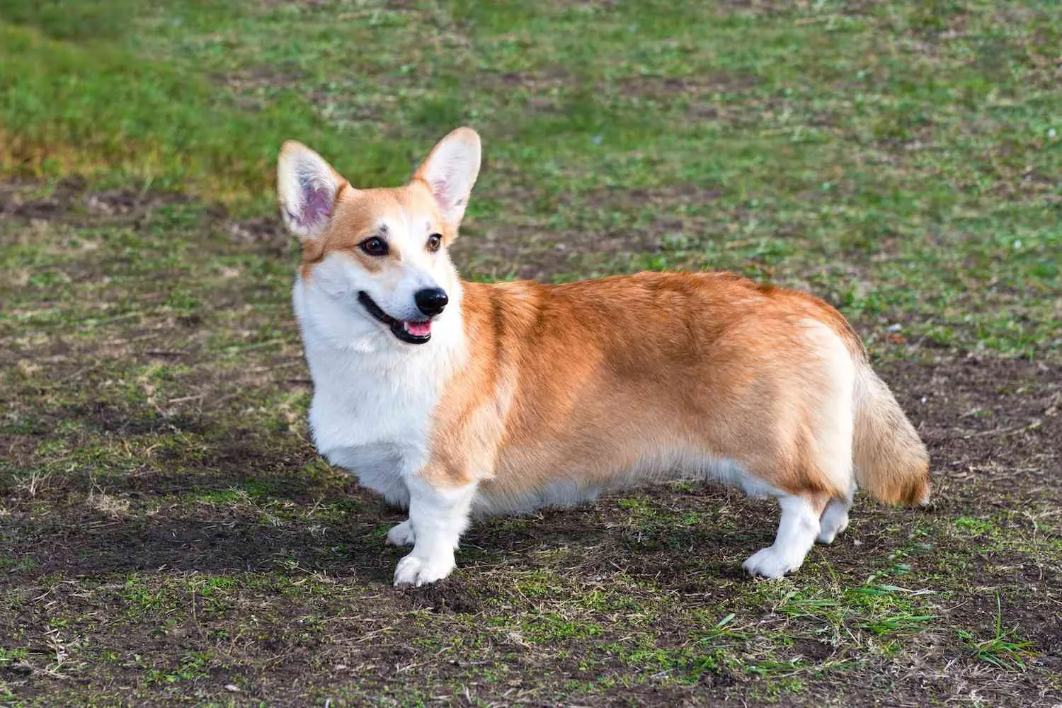 Minik — Welsh Corgi