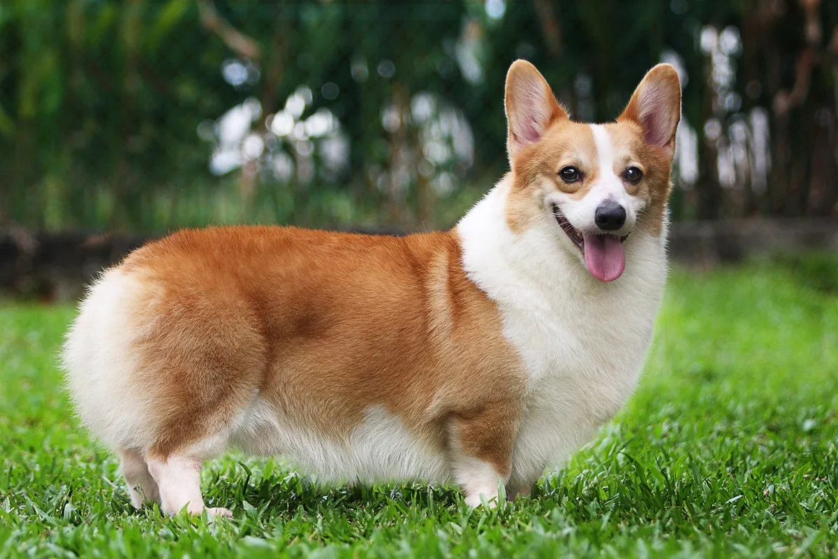 Zeybek — Welsh Corgi