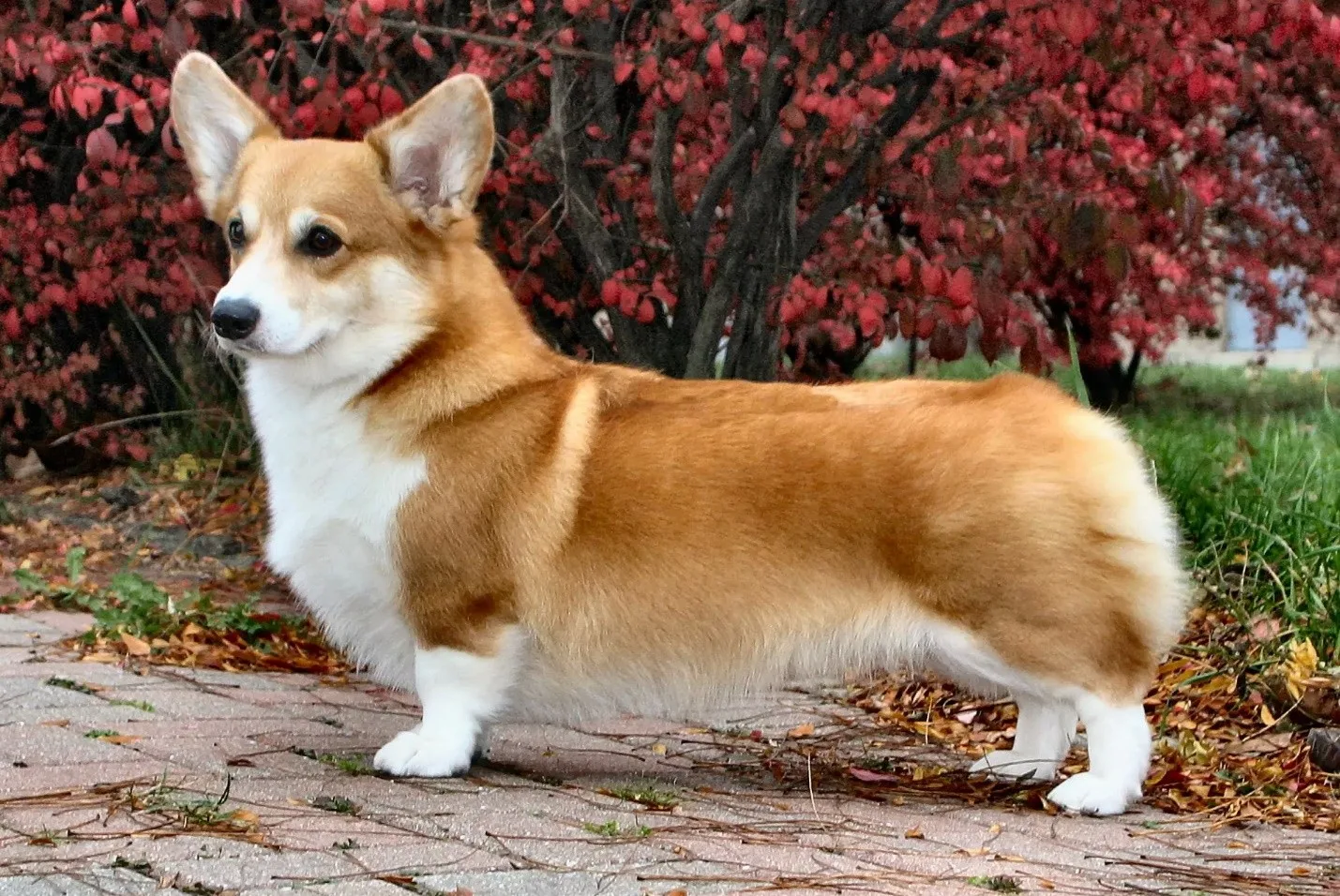 Pamuk — Welsh Corgi