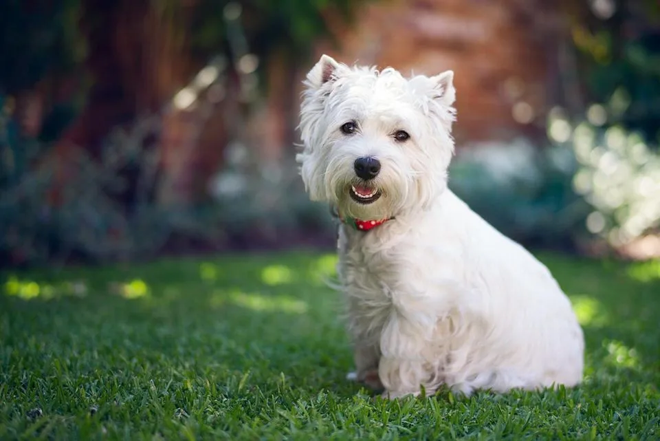 Nero — West Highland White Terrier
