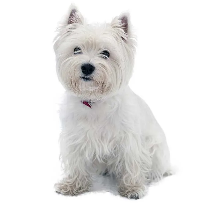Şimşek — West Highland White Terrier