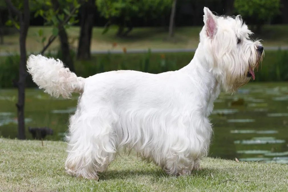 Nar — West Highland White Terrier