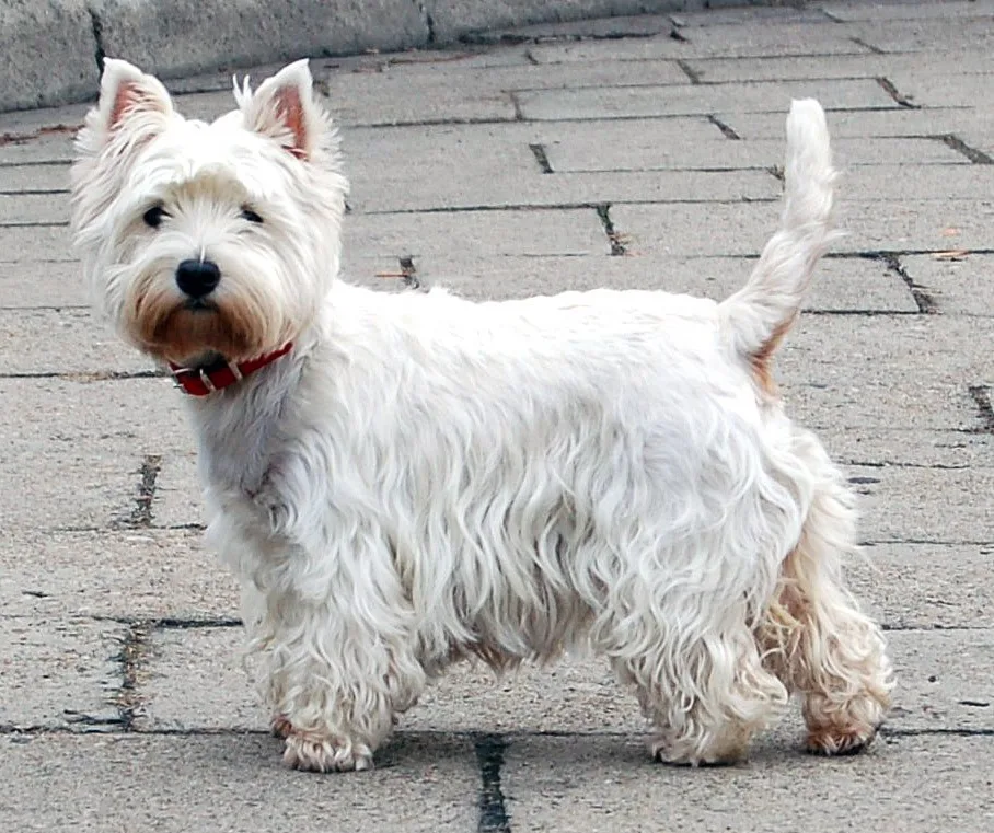 Badem — West Highland White Terrier