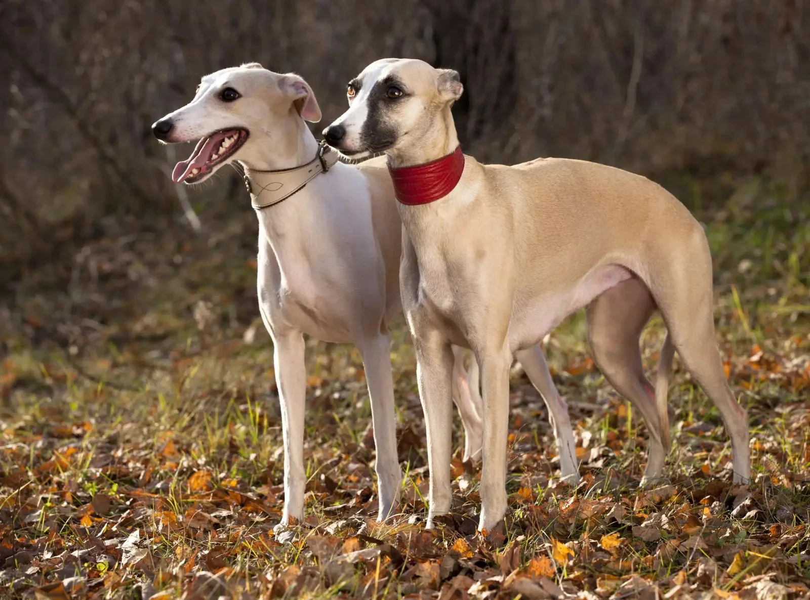 Lokum — Whippet