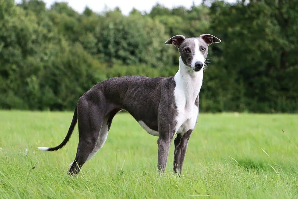 Poyraz — Whippet