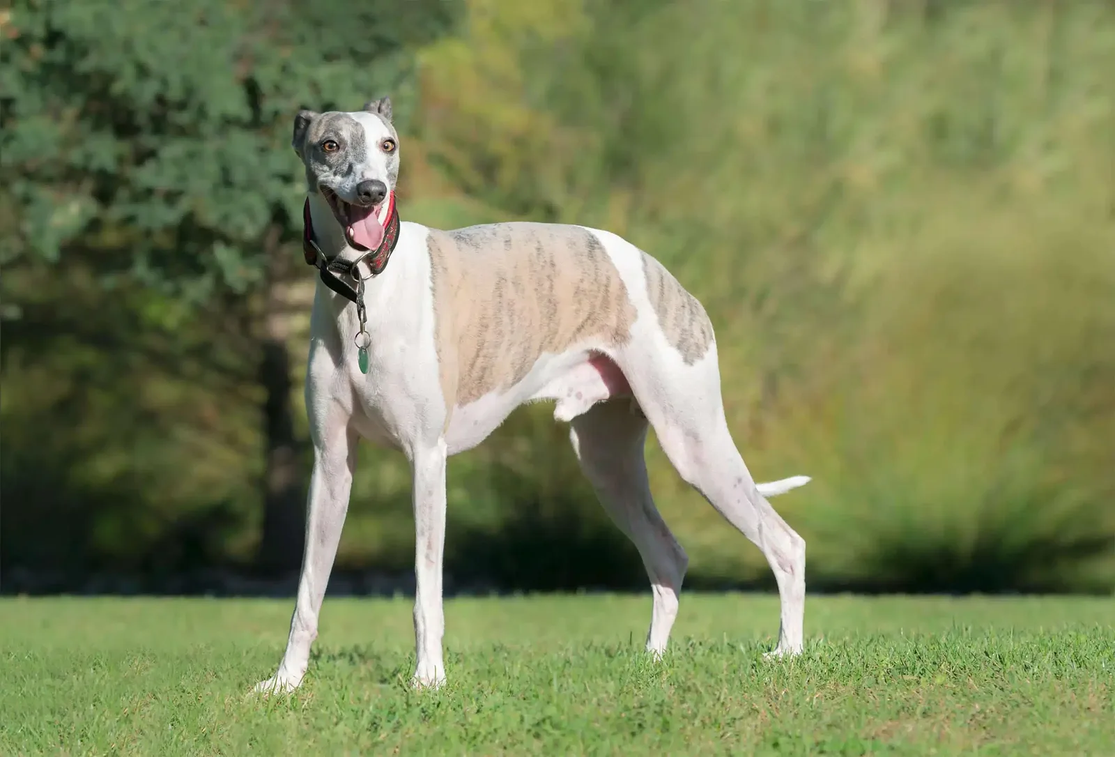 Max — Whippet