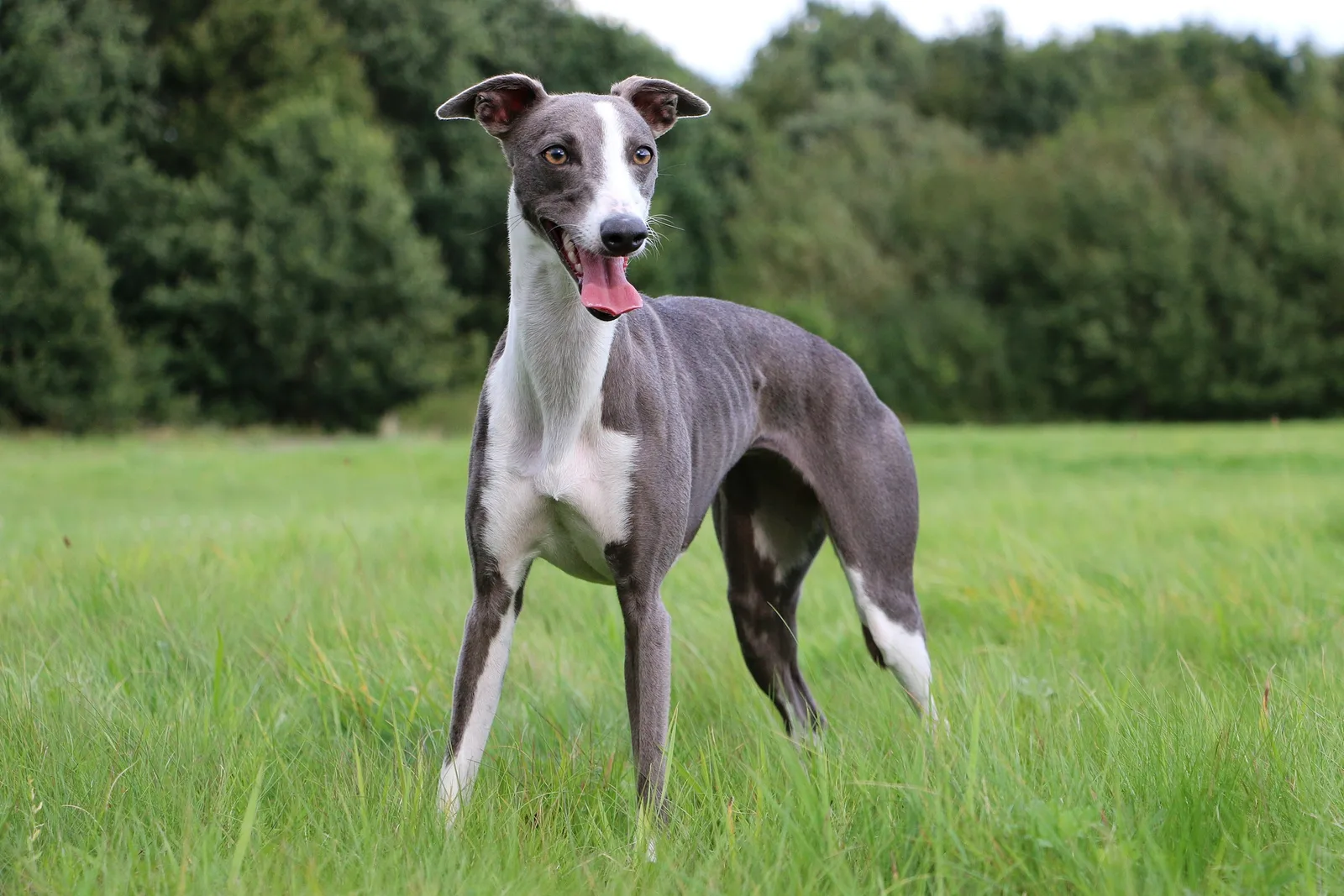 Max — Whippet