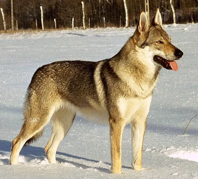 Güneş — Wolfdog
