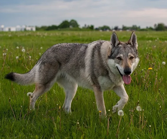 Şanslı — Wolfdog