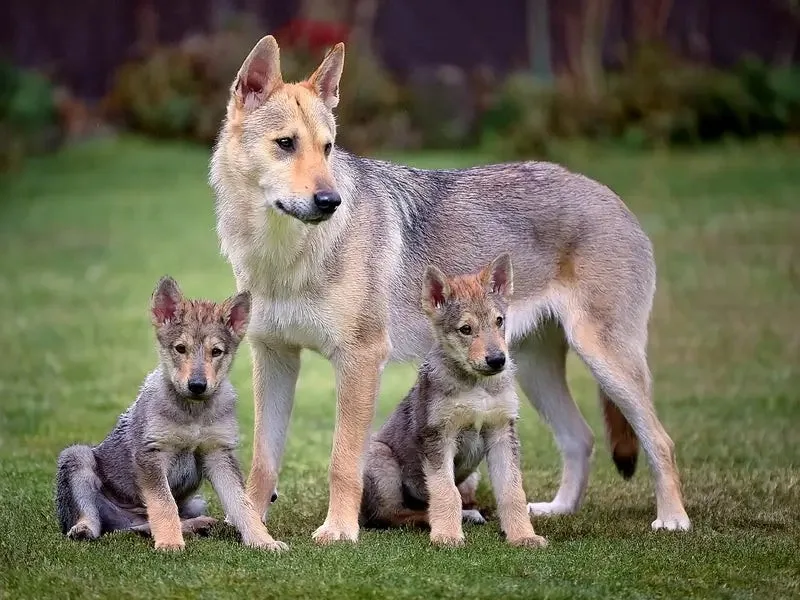 Gökçe — Wolfdog