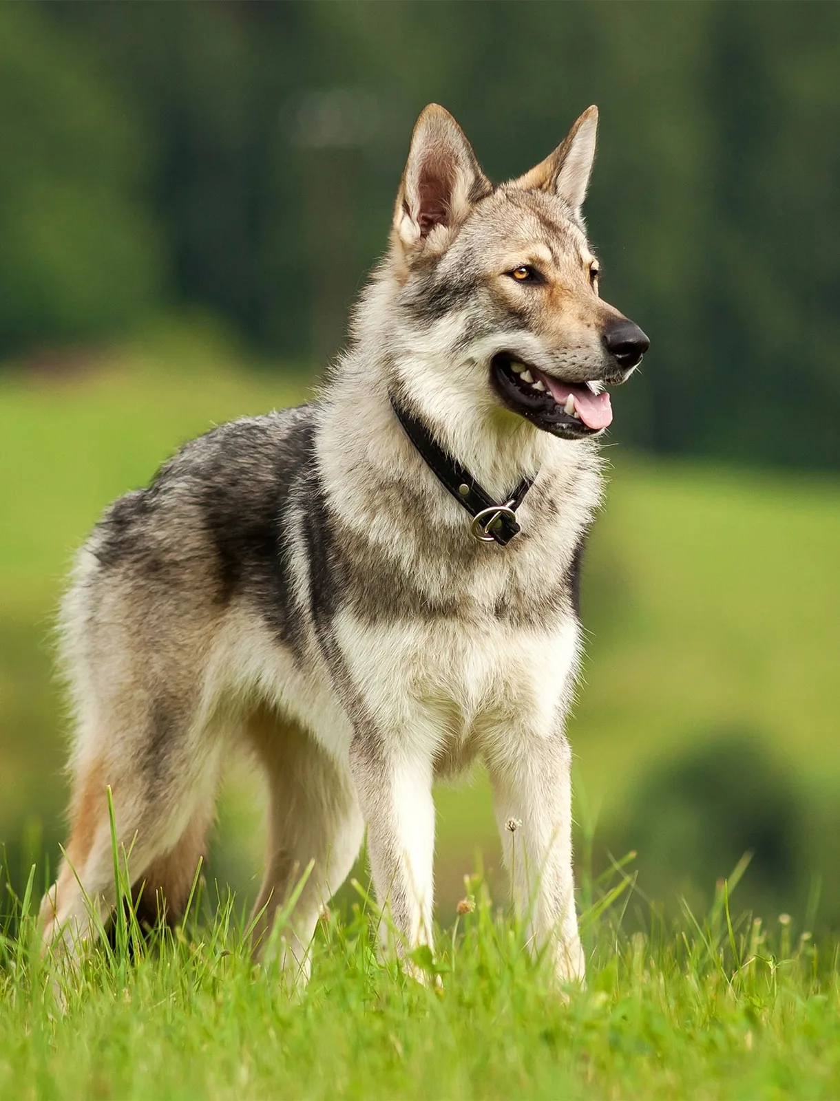 Yıldız — Wolfdog
