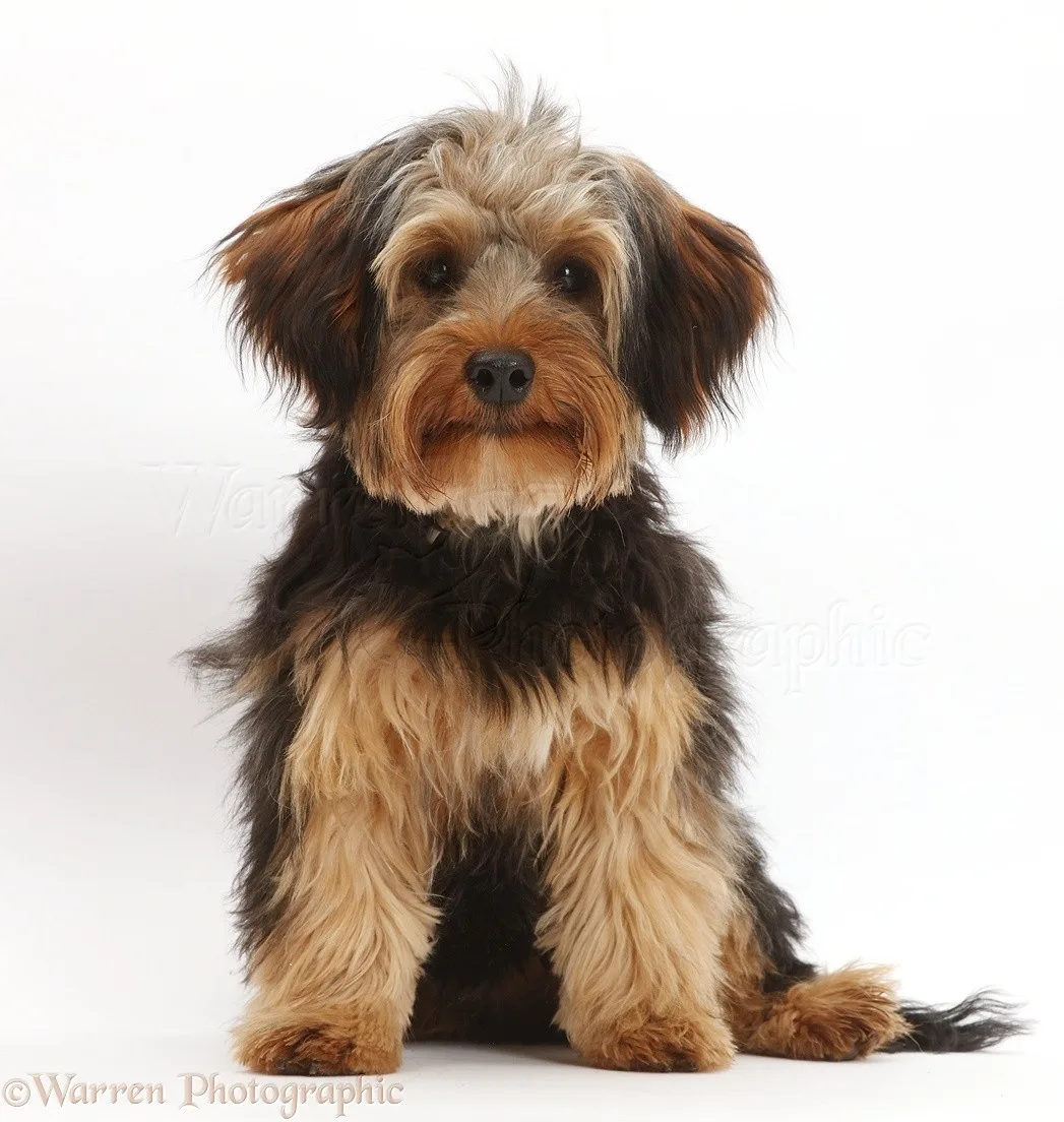 Gökçe — Yorkipoo