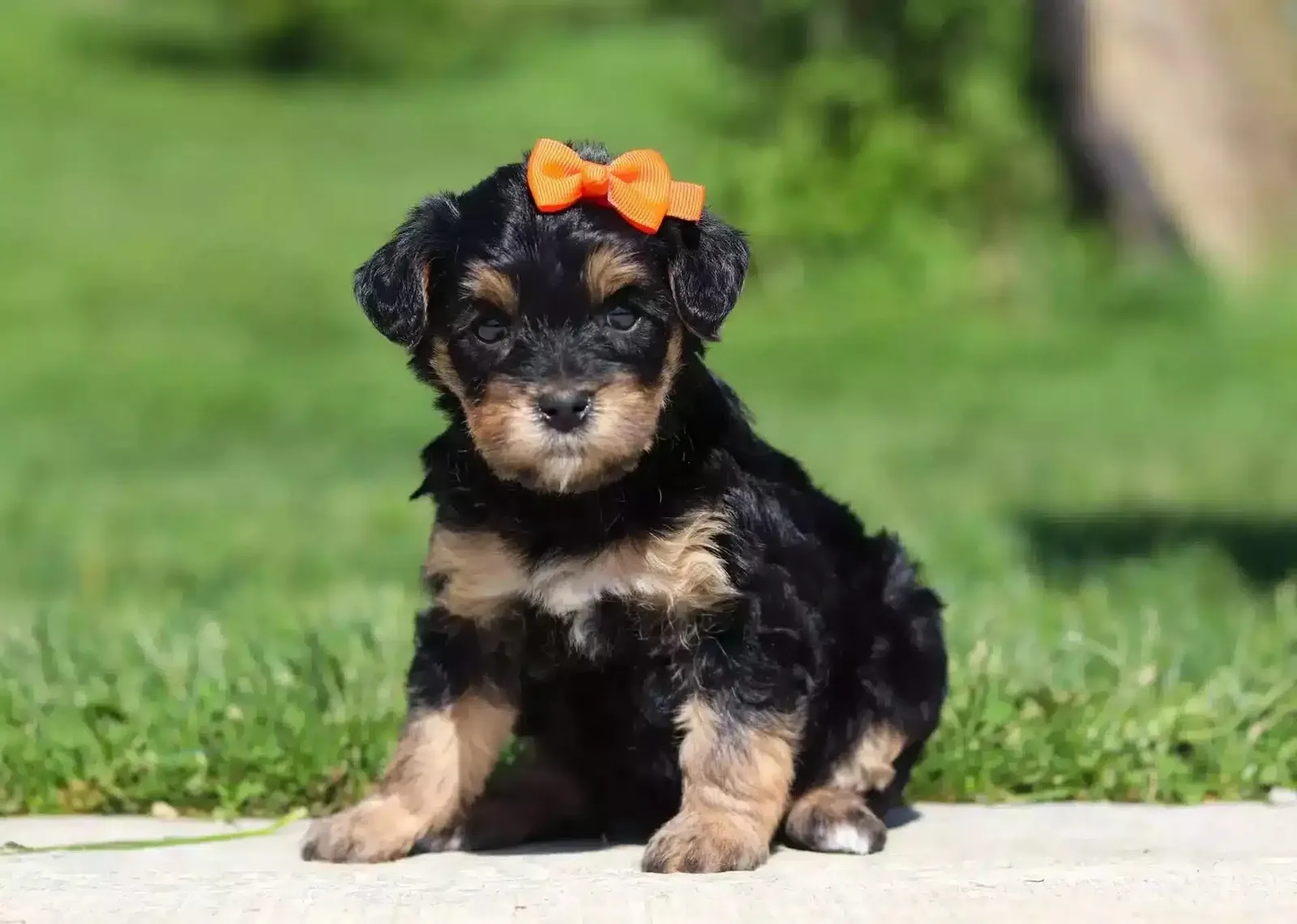 Sarı — Yorkipoo