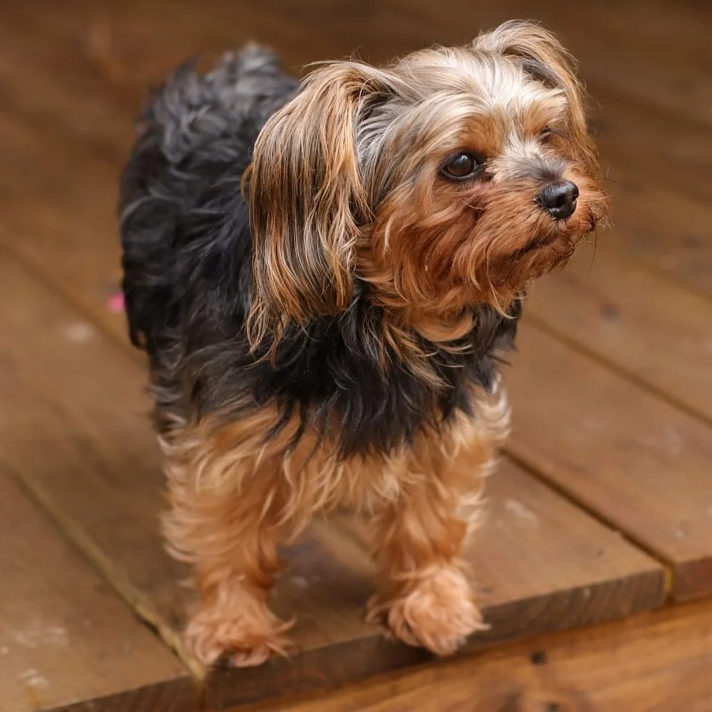 Buddy — Yorkipoo