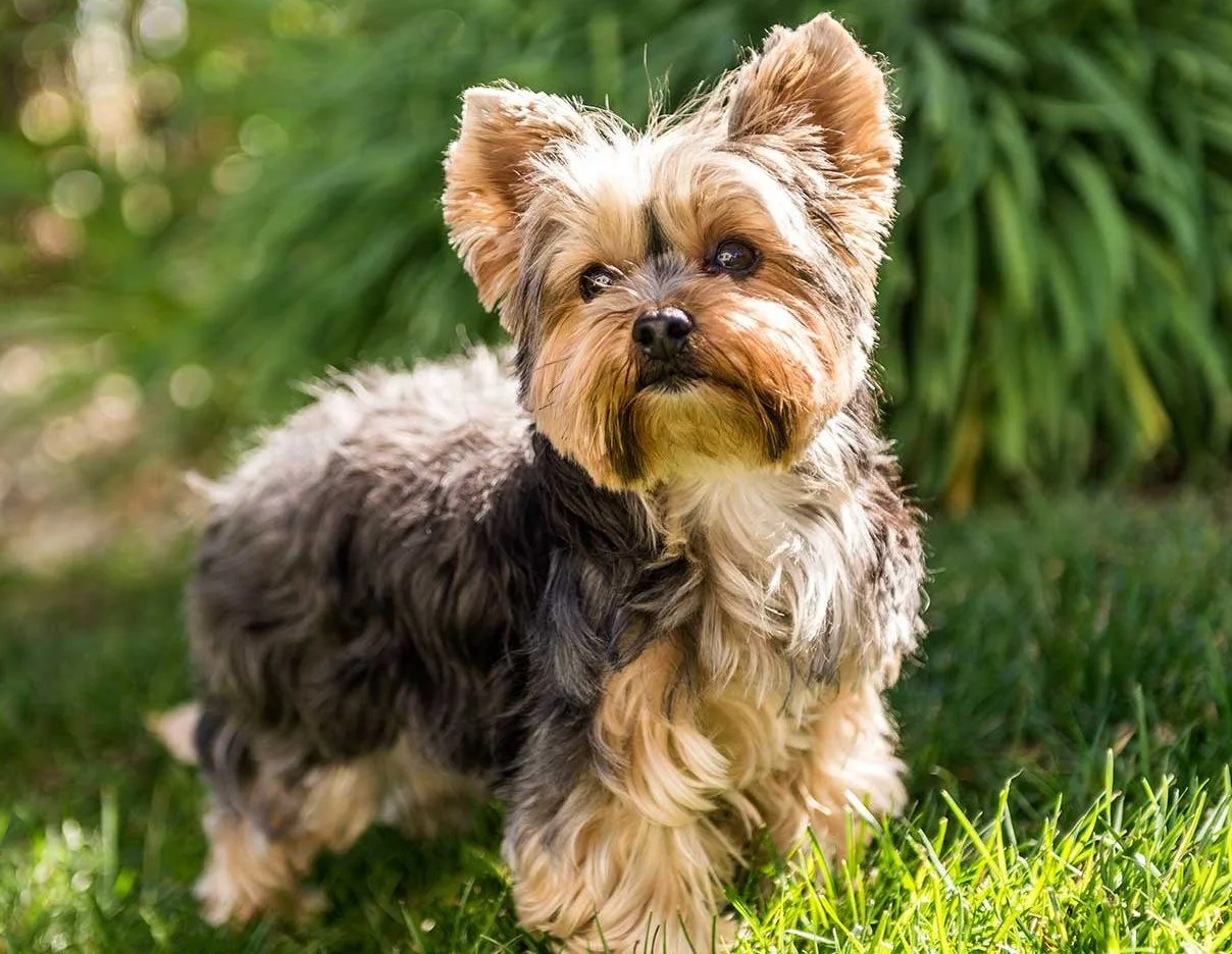 Nero — Yorkshire Terrier