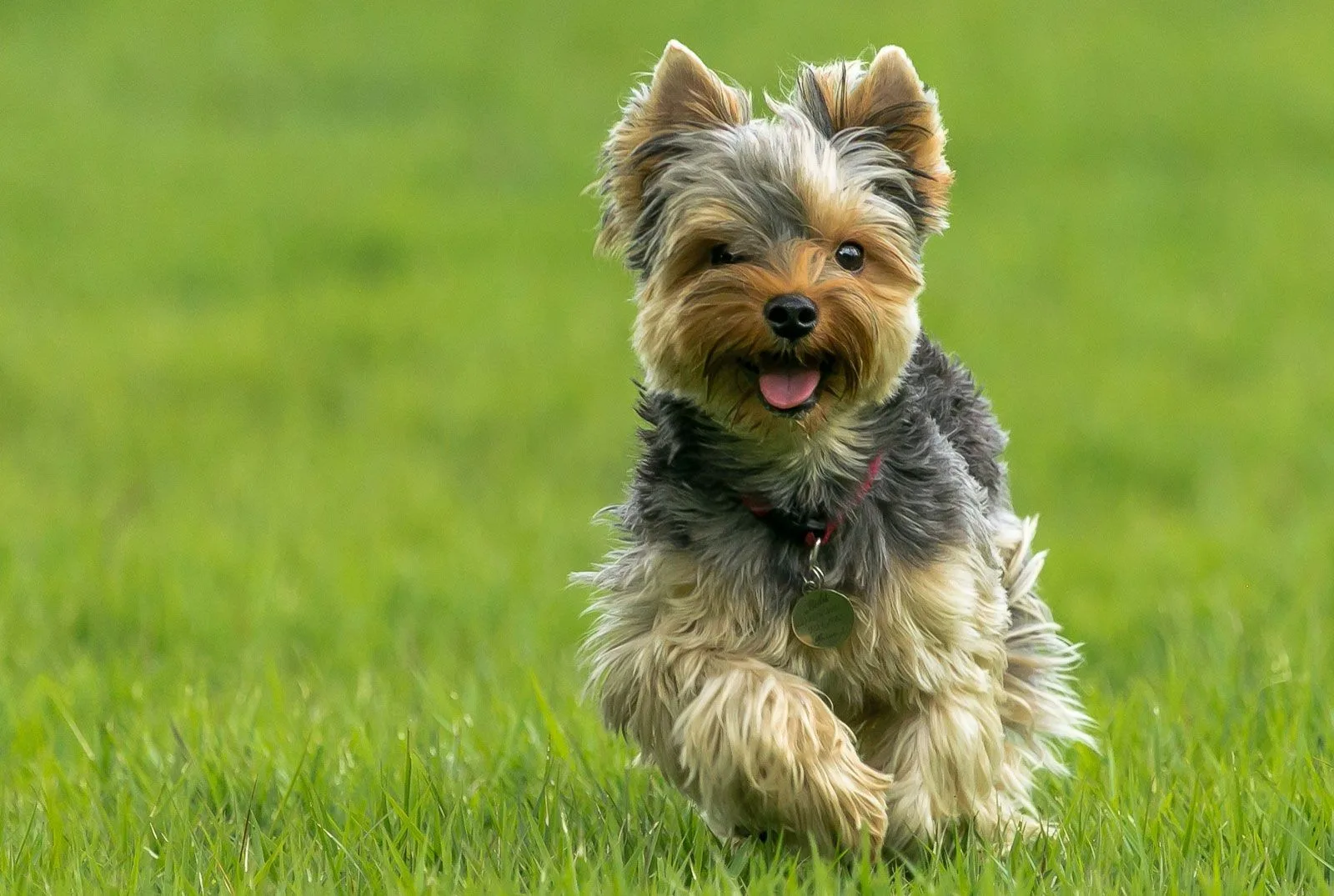 Kaya — Yorkshire Terrier
