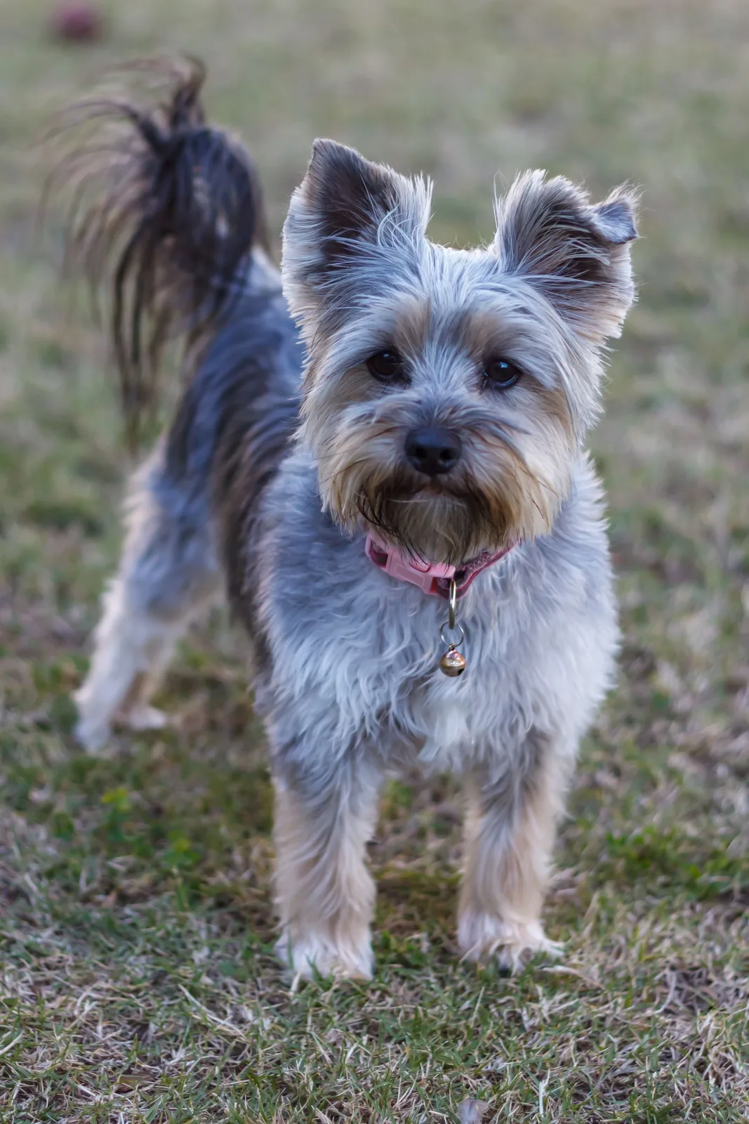 Minik — Yorkshire Terrier