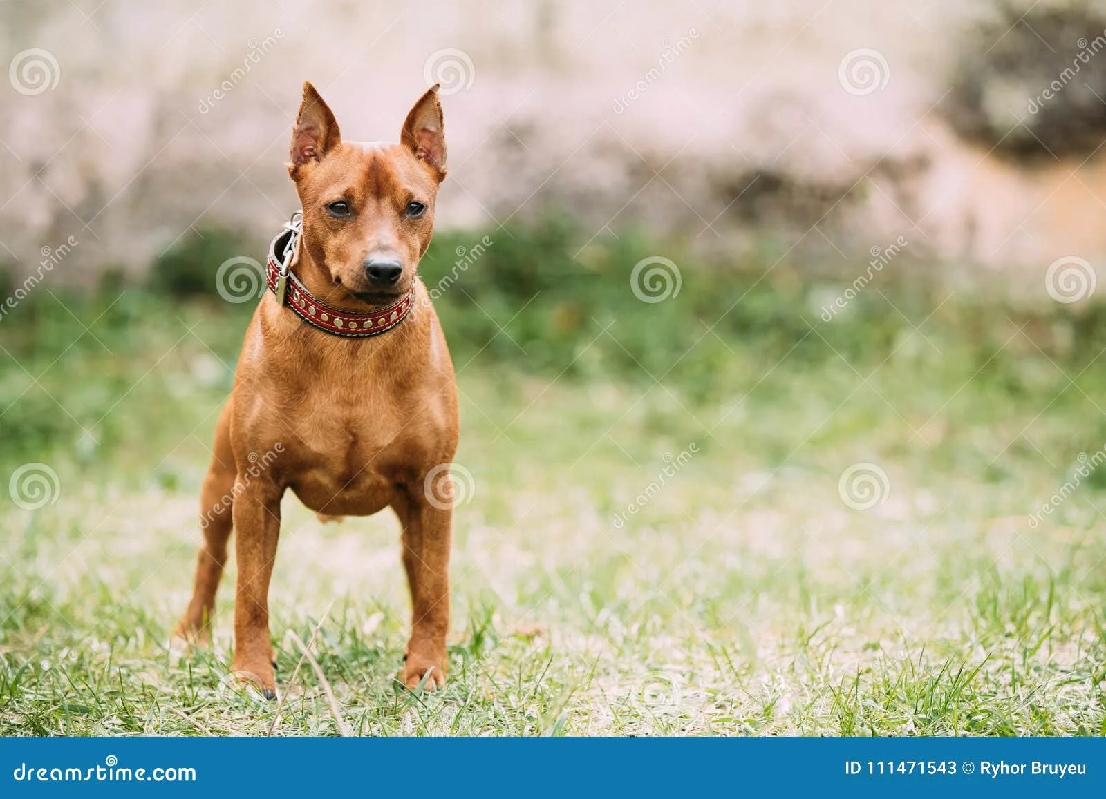 Ares — Zwergpinscher
