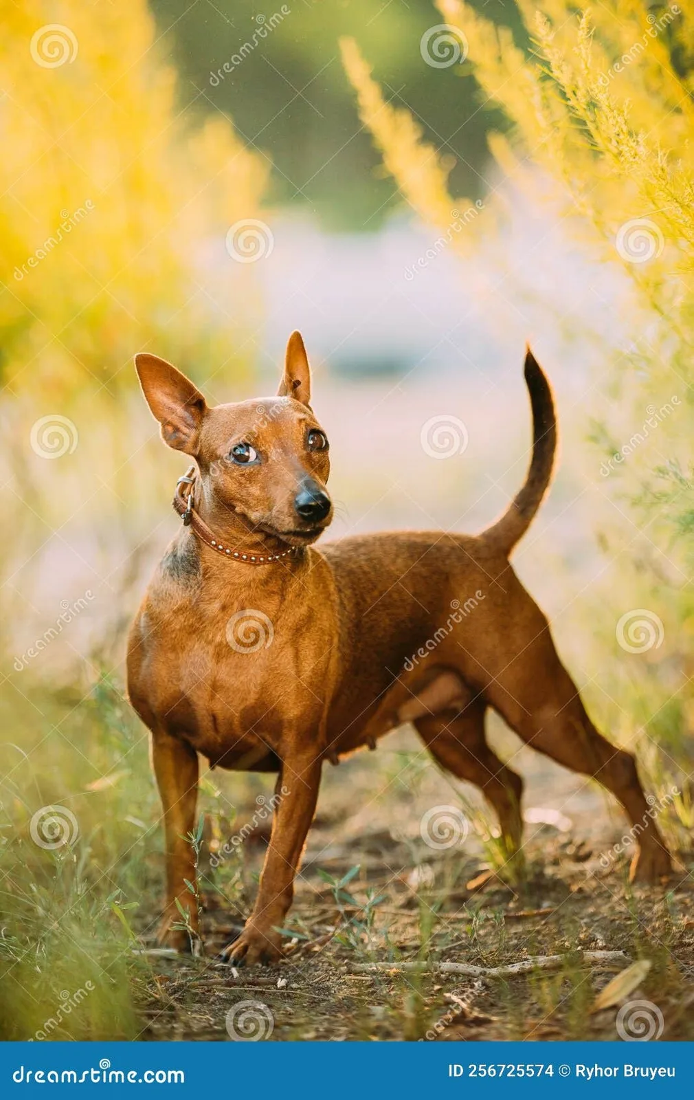 Sarı — Zwergpinscher