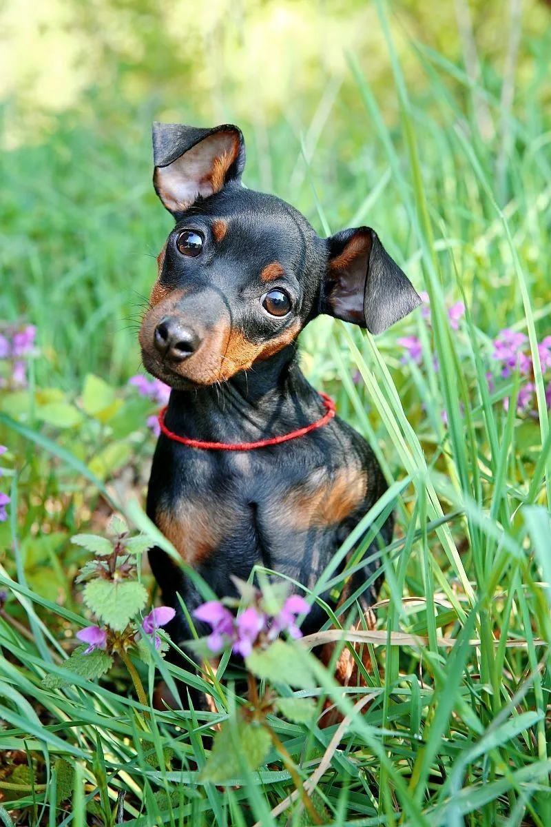 Kaya — Zwergpinscher
