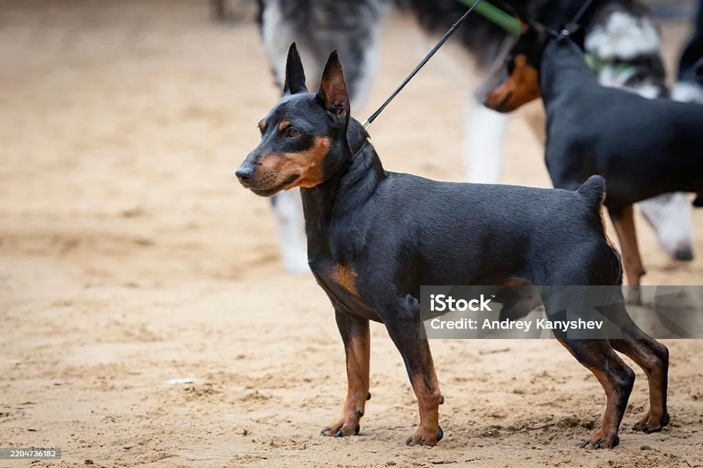 Sultan — Zwergpinscher