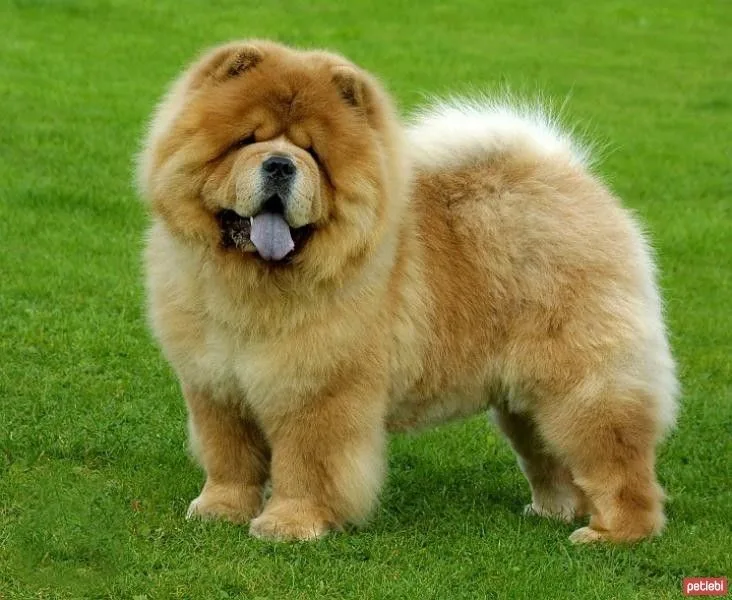 Zeybek — Çin Aslanı (Chow Chow)