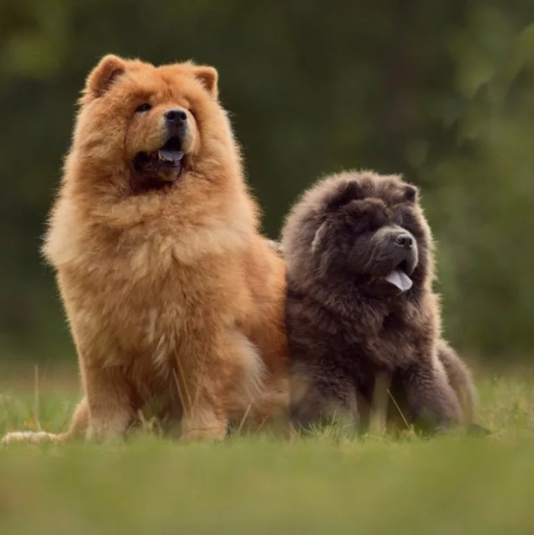 Luna — Çin Aslanı (Chow Chow)