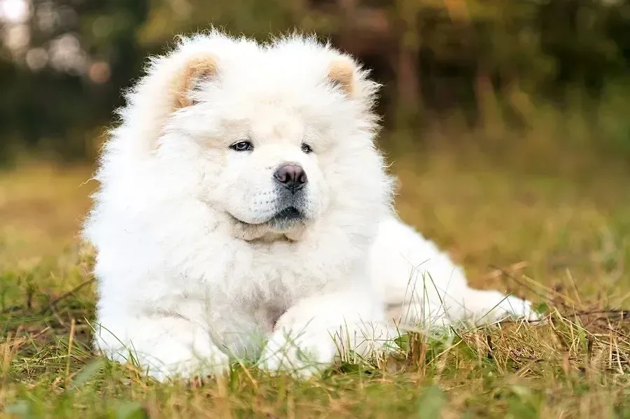 Balto — Çin Aslanı (Chow Chow)