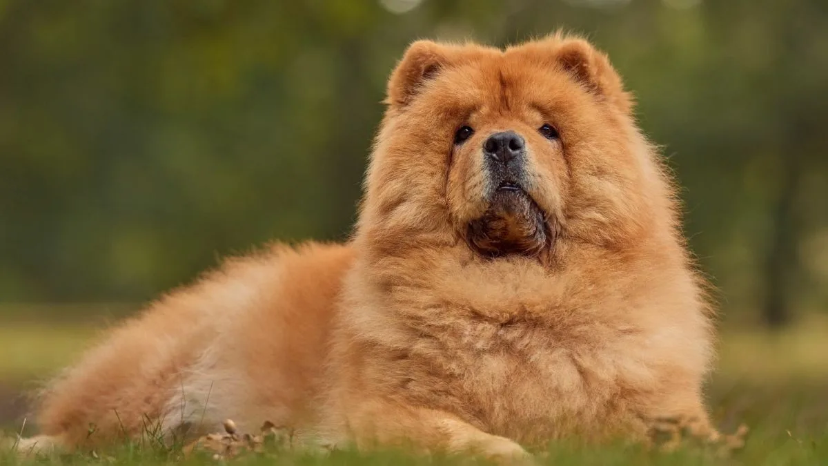 Zeybek — Çin Aslanı (Chow Chow)