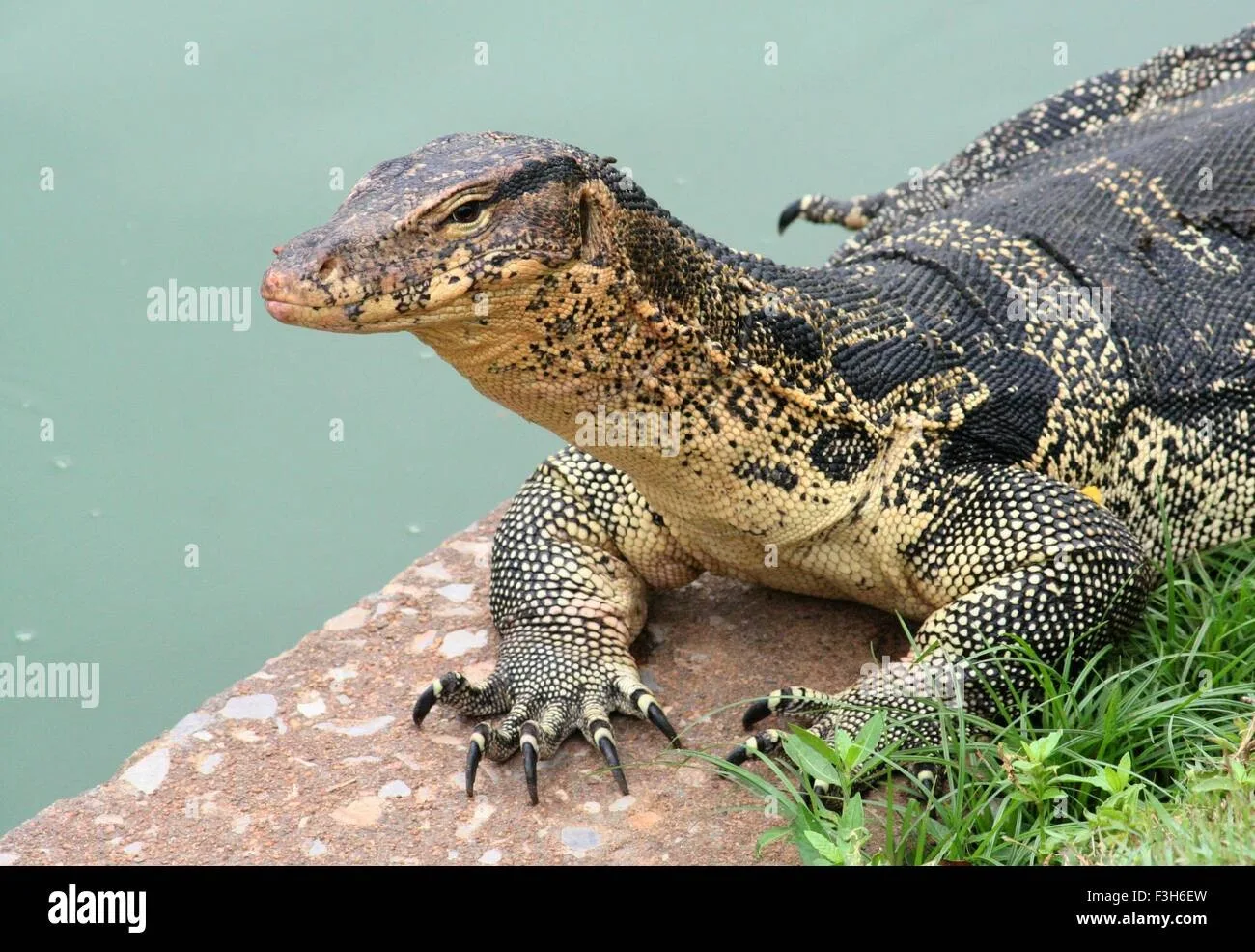 Güneş — Varan