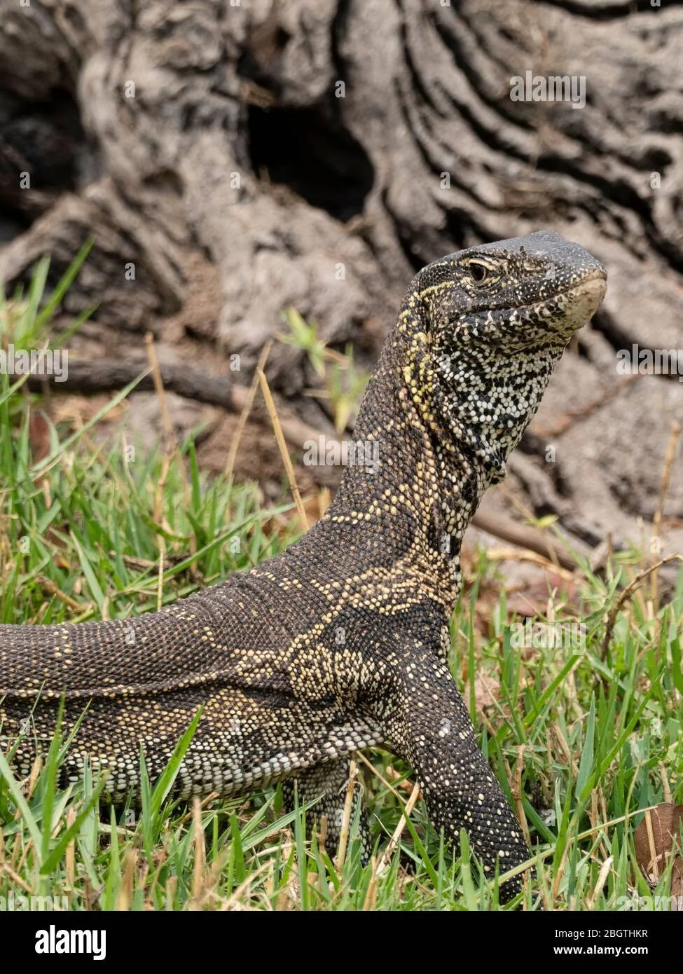 Çöl — Varan
