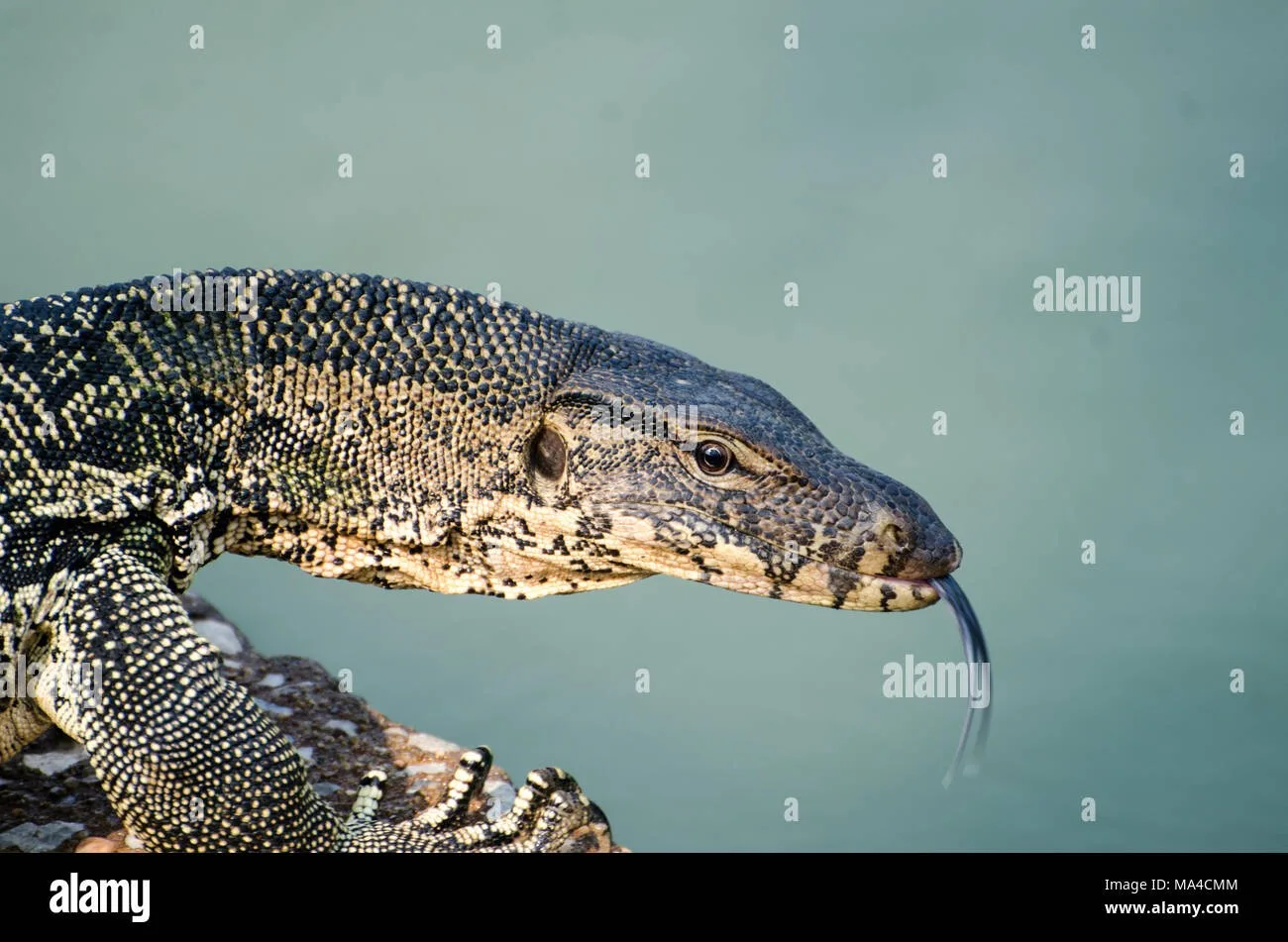 Draco — Varan