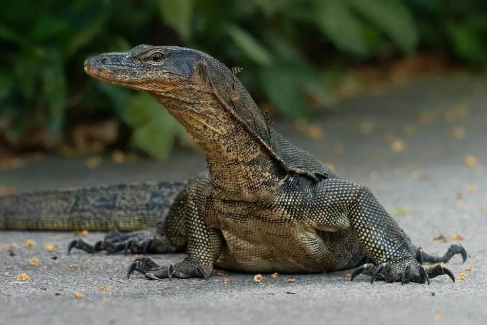 Spike — Varan